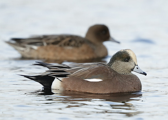 American Wigeon Mareca americana