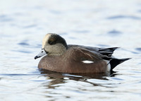 American Wigeon Mareca americana