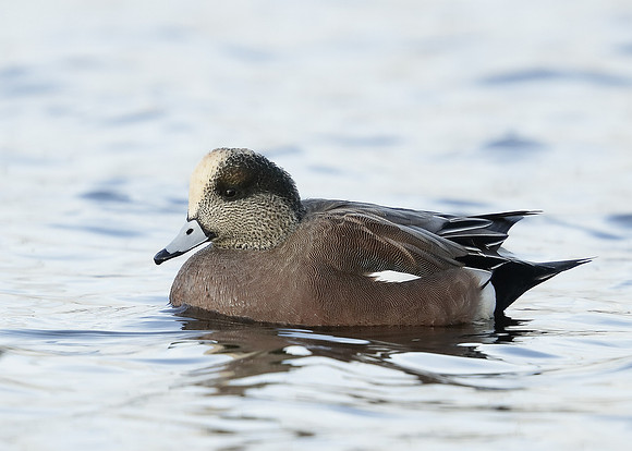 American Wigeon Mareca americana