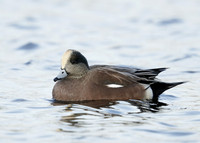 American Wigeon Mareca americana