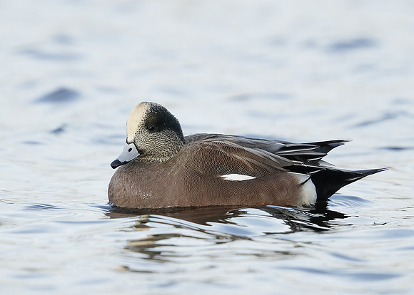American Wigeon Mareca americana