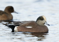 American Wigeon Mareca americana