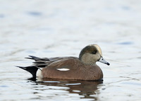 American Wigeon Mareca americana