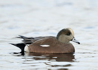 American Wigeon Mareca americana
