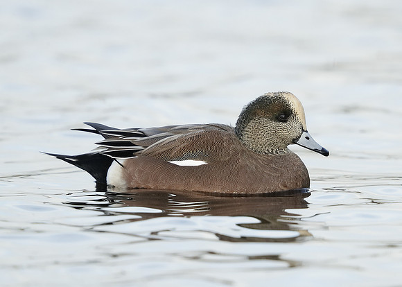 American Wigeon Mareca americana
