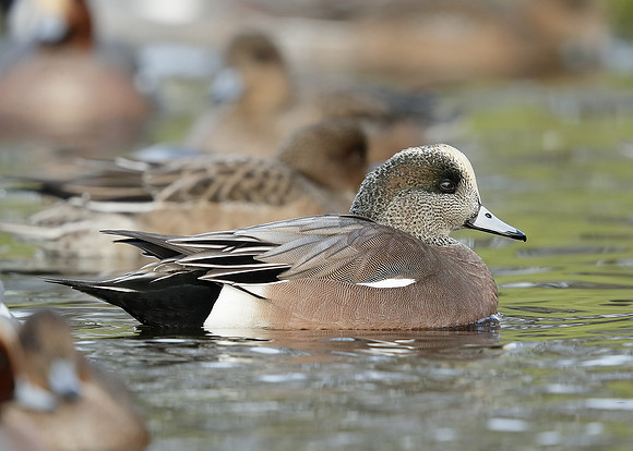 American Wigeon Mareca americana
