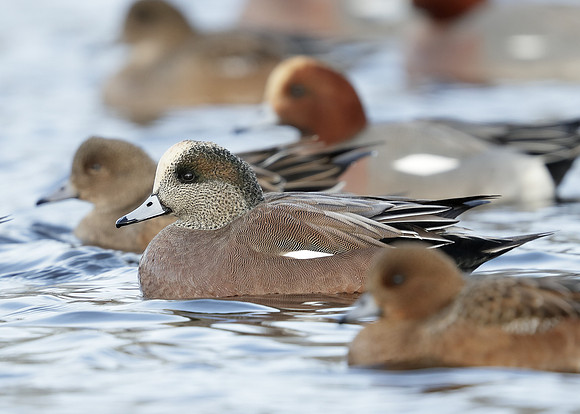 American Wigeon Mareca americana