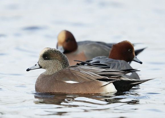 American Wigeon Mareca americana