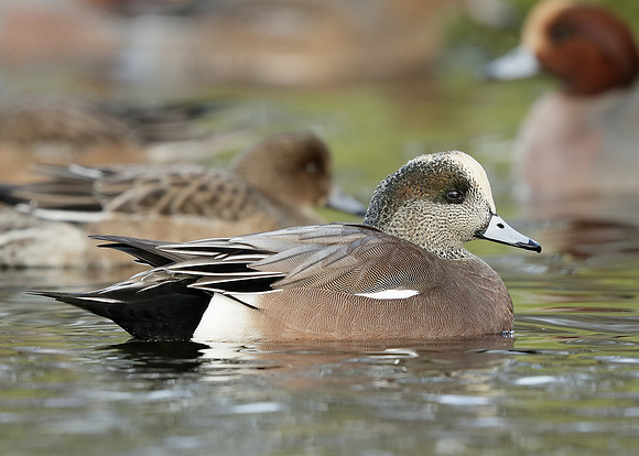 American Wigeon Mareca americana