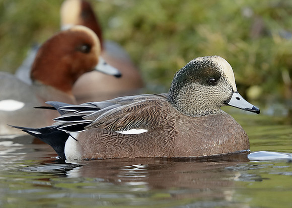 American Wigeon Mareca americana