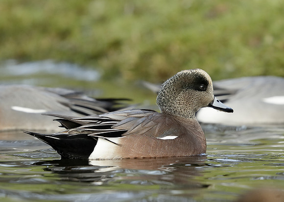 American Wigeon Mareca americana