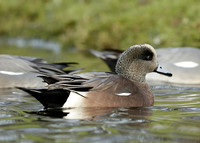 American Wigeon Mareca americana