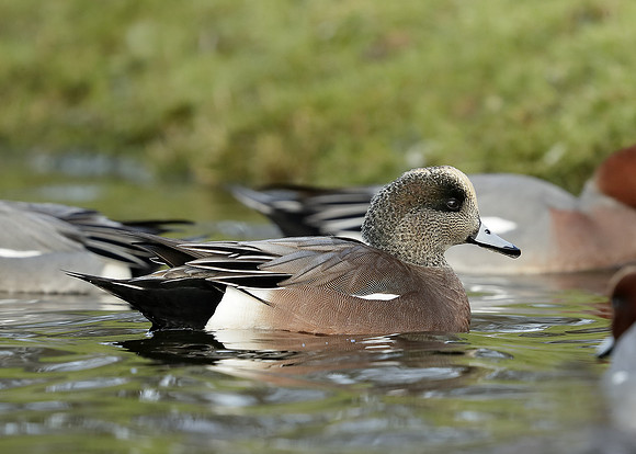 American Wigeon Mareca americana
