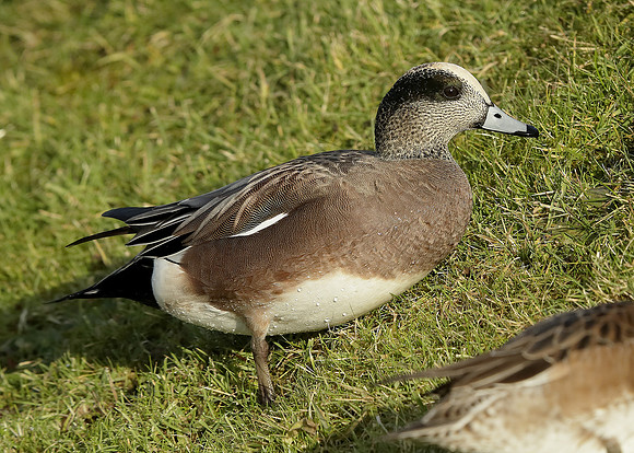 American Wigeon Mareca americana