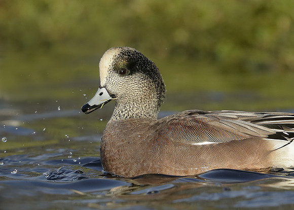 American Wigeon Mareca americana