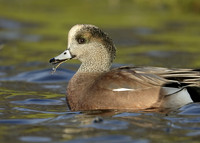 American Wigeon Mareca americana