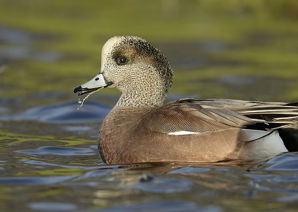 American Wigeon Mareca americana