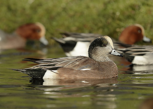 American Wigeon Mareca americana