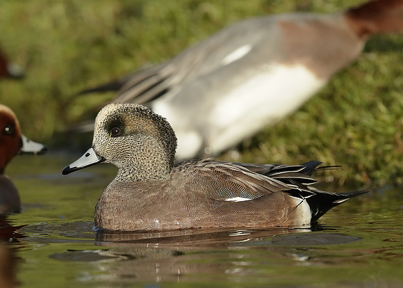 American Wigeon Mareca americana