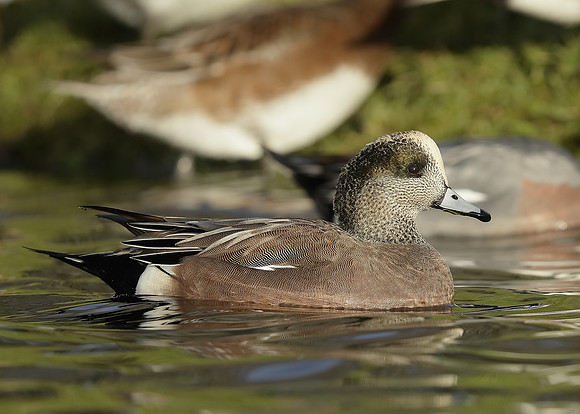 American Wigeon Mareca americana