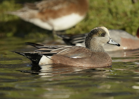 American Wigeon Mareca americana