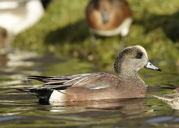 American Wigeon Mareca americana