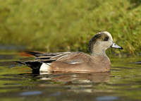 American Wigeon Mareca americana