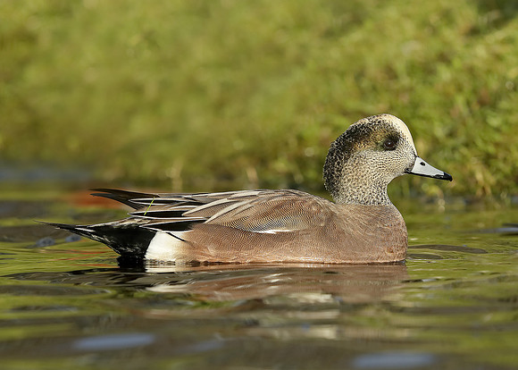 American Wigeon Mareca americana