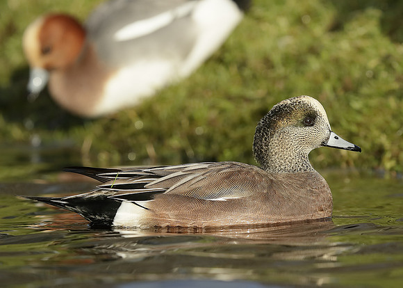 American Wigeon Mareca americana
