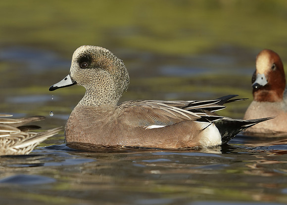 American Wigeon Mareca americana