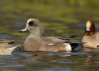 American Wigeon Mareca americana
