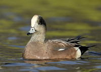 American Wigeon Mareca americana