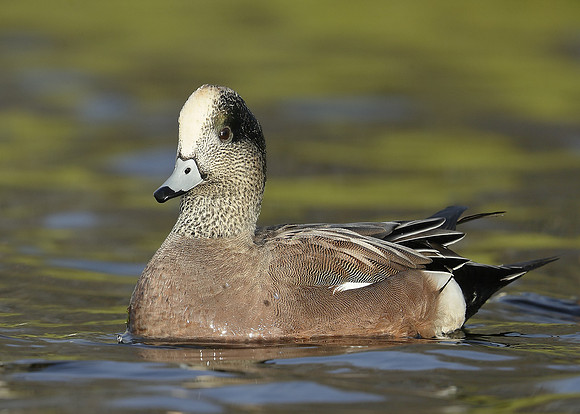 American Wigeon Mareca americana