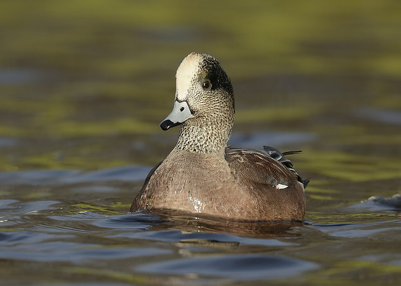 American Wigeon Mareca americana