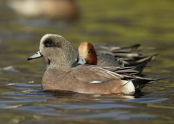 American Wigeon Mareca americana