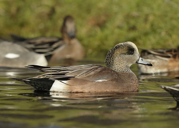 American Wigeon Mareca americana