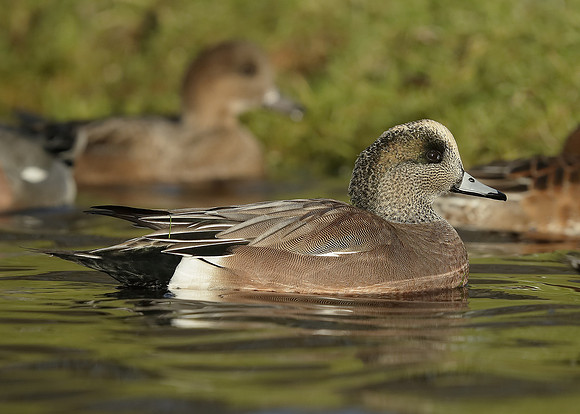 American Wigeon Mareca americana