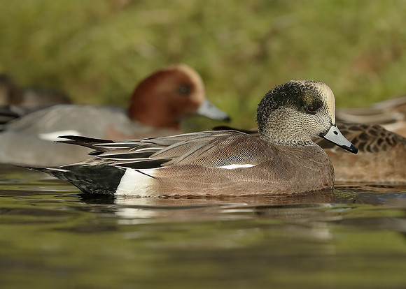 American Wigeon Mareca americana