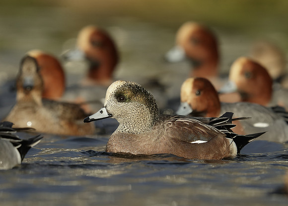 American Wigeon Mareca americana