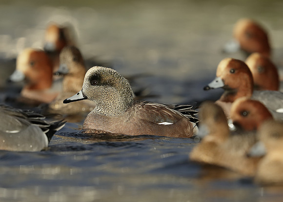 American Wigeon Mareca americana