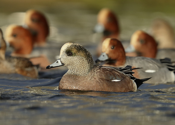 American Wigeon Mareca americana