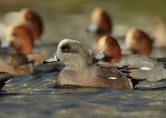 American Wigeon Mareca americana