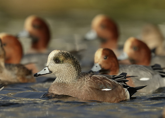 American Wigeon Mareca americana