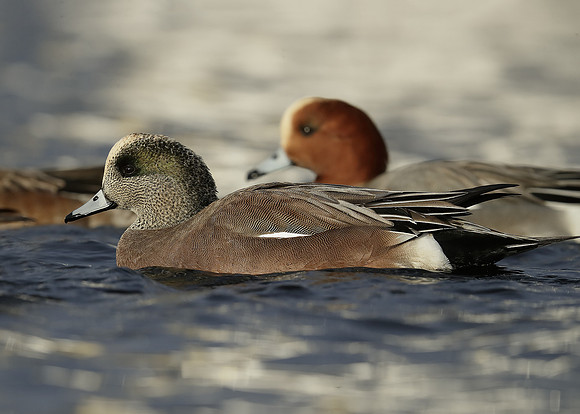 American Wigeon Mareca americana