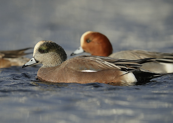 American Wigeon Mareca americana
