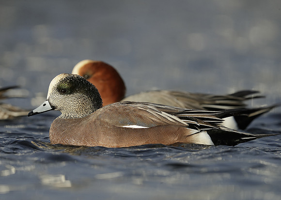 American Wigeon Mareca americana