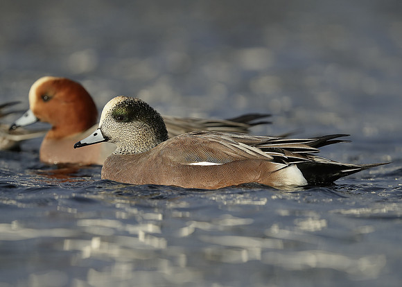 American Wigeon Mareca americana