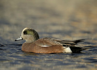 American Wigeon Mareca americana