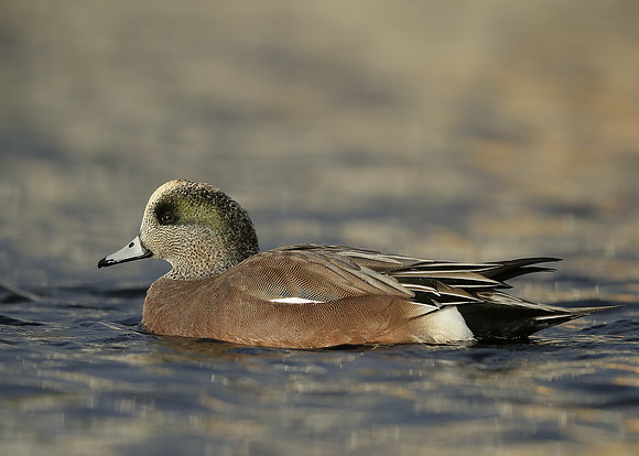 American Wigeon Mareca americana