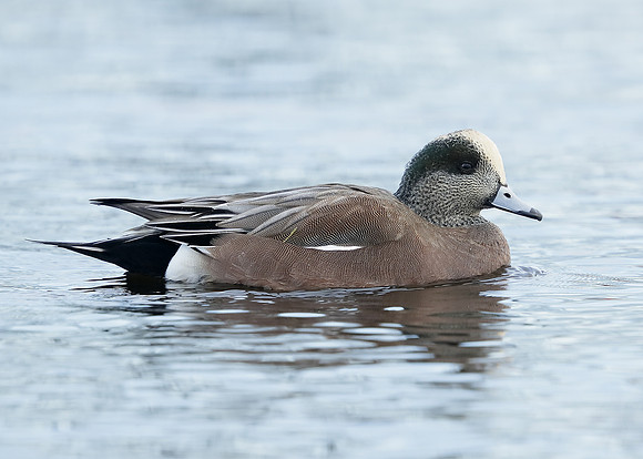 American Wigeon Mareca americana